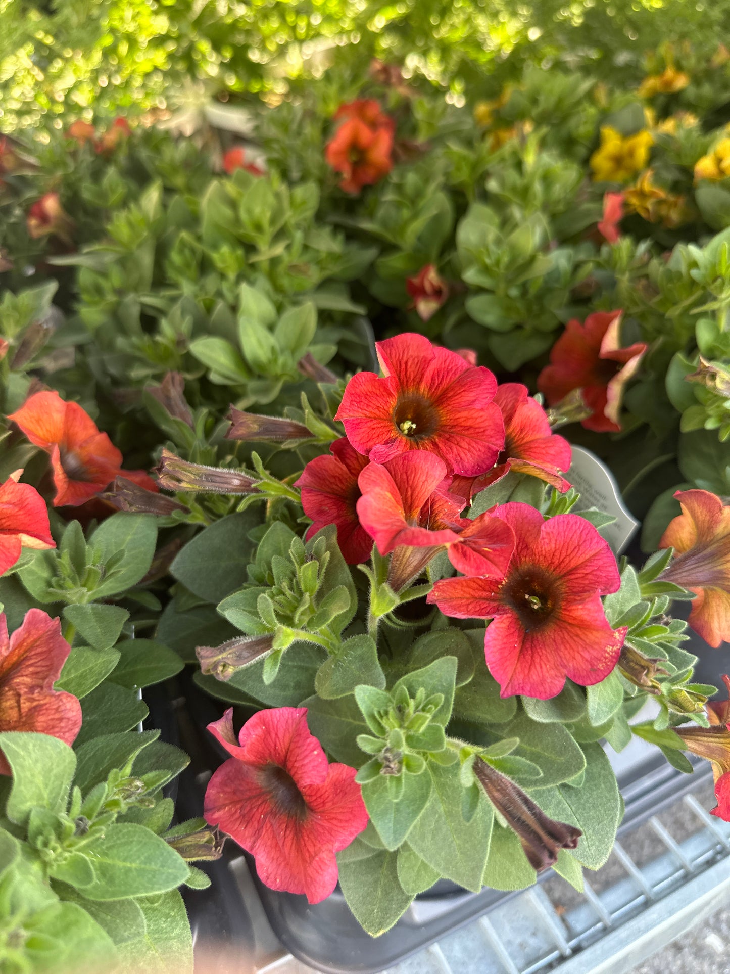 Petchoa SuperCal Cinnamon