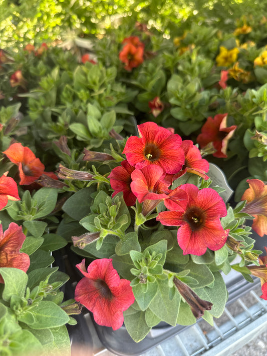 Petchoa SuperCal Cinnamon