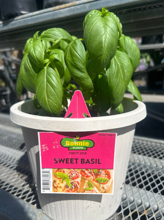 Sweet Basil 8” Pot