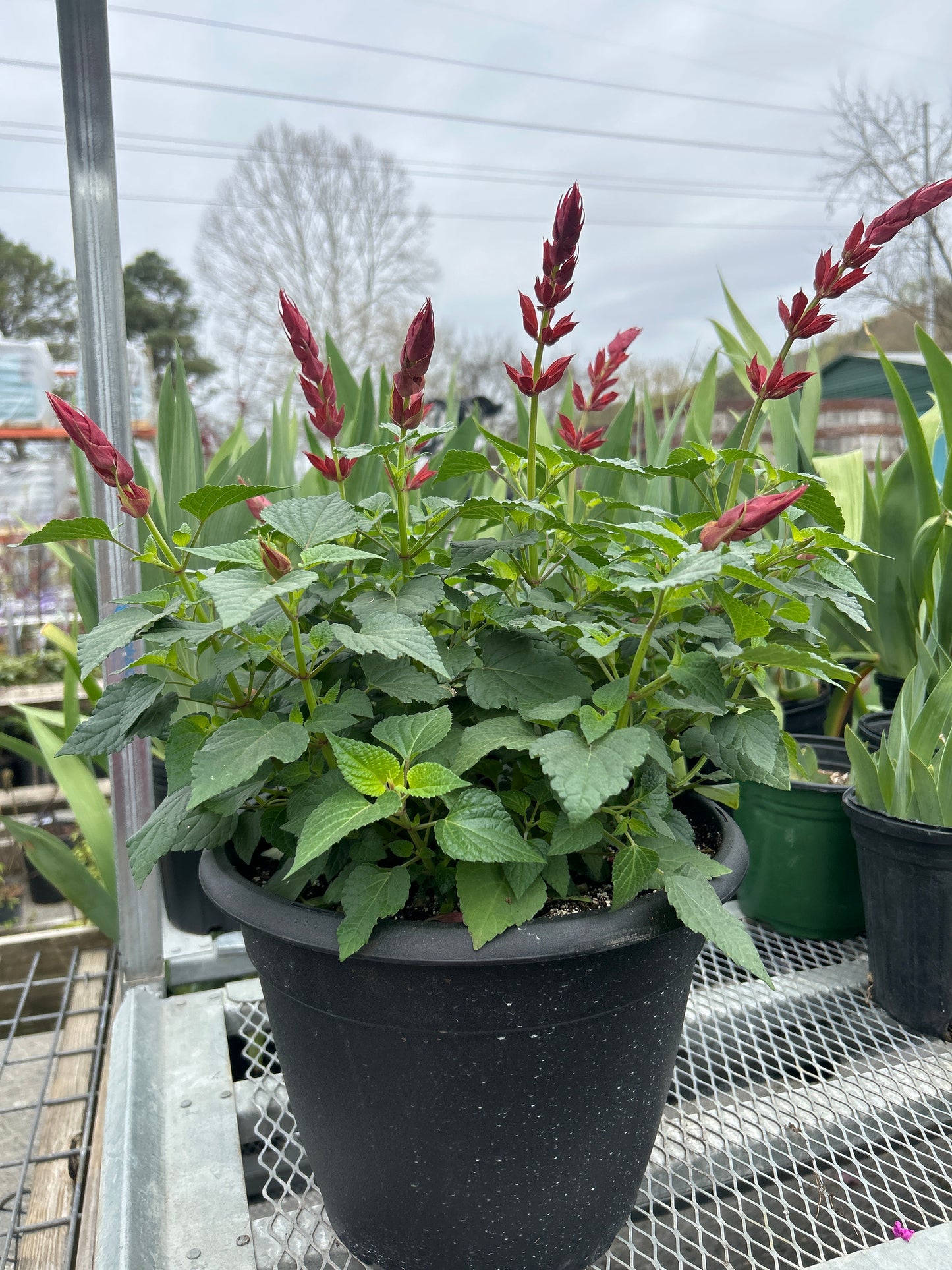 Salvia Roman Red