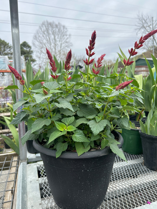 Salvia Roman Red