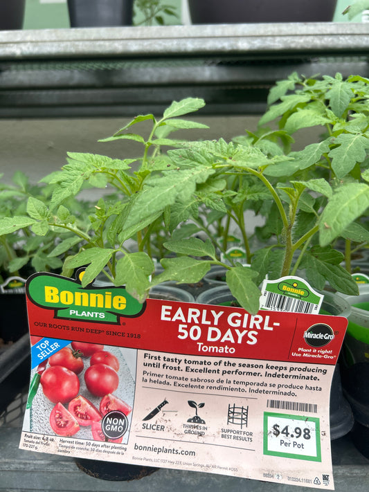 Early Girl 50 Days Tomato Bonnie Cup