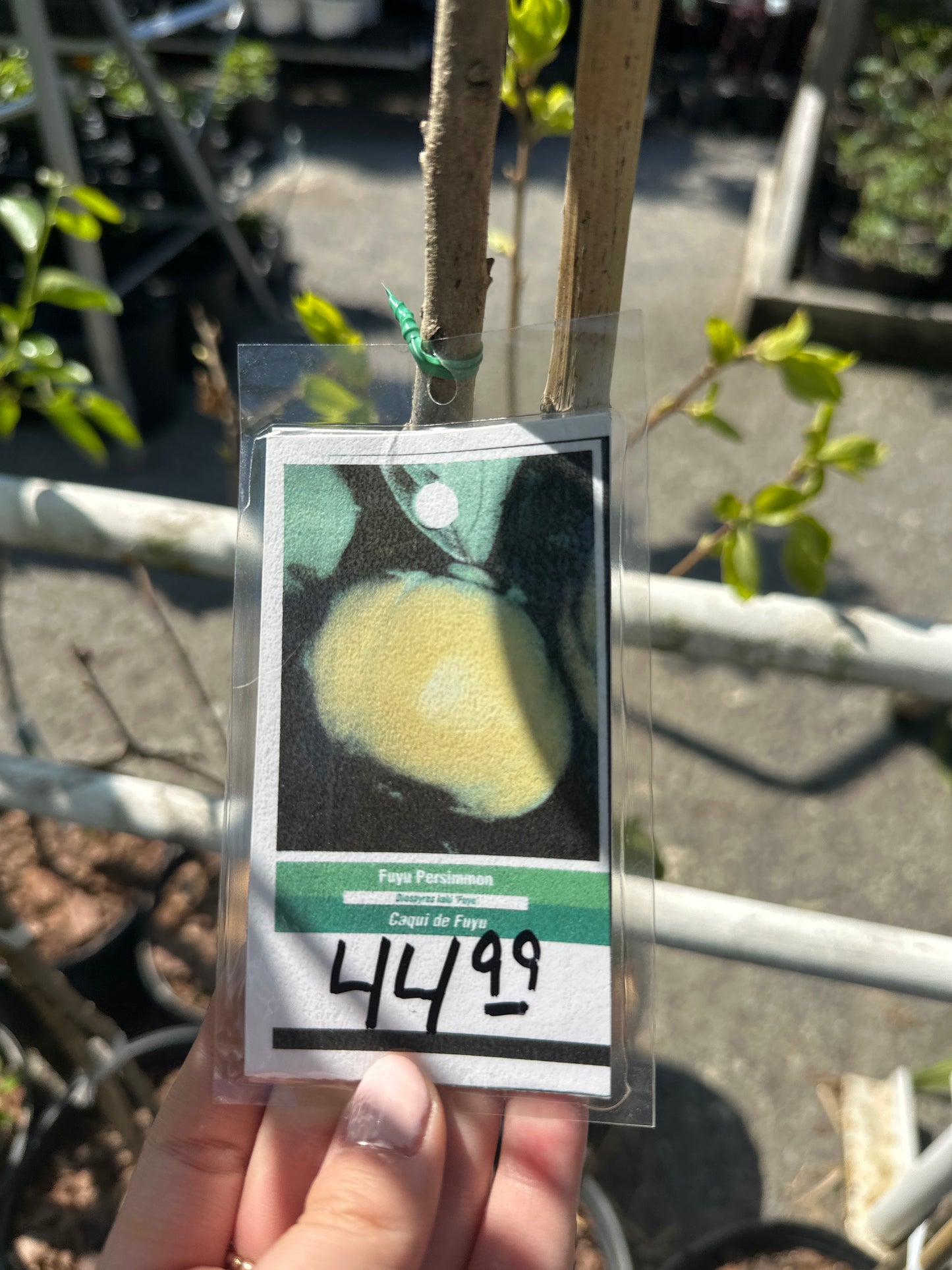 Persimmon Tree 3gal
