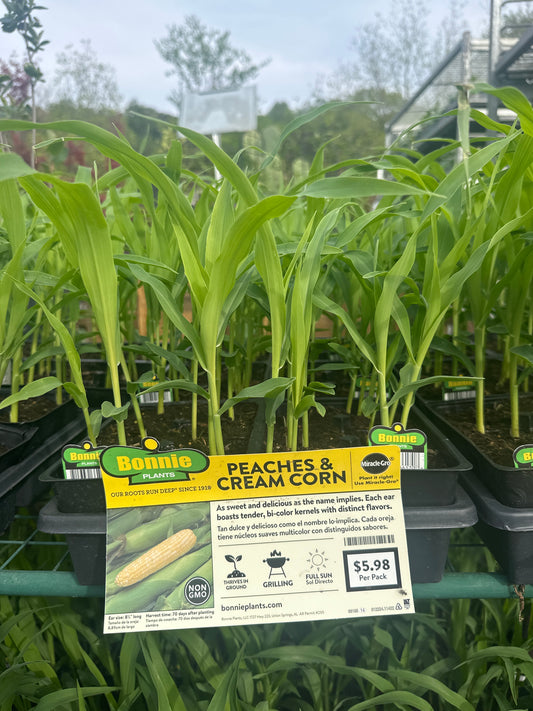 BonniePeaches and Cream Corn