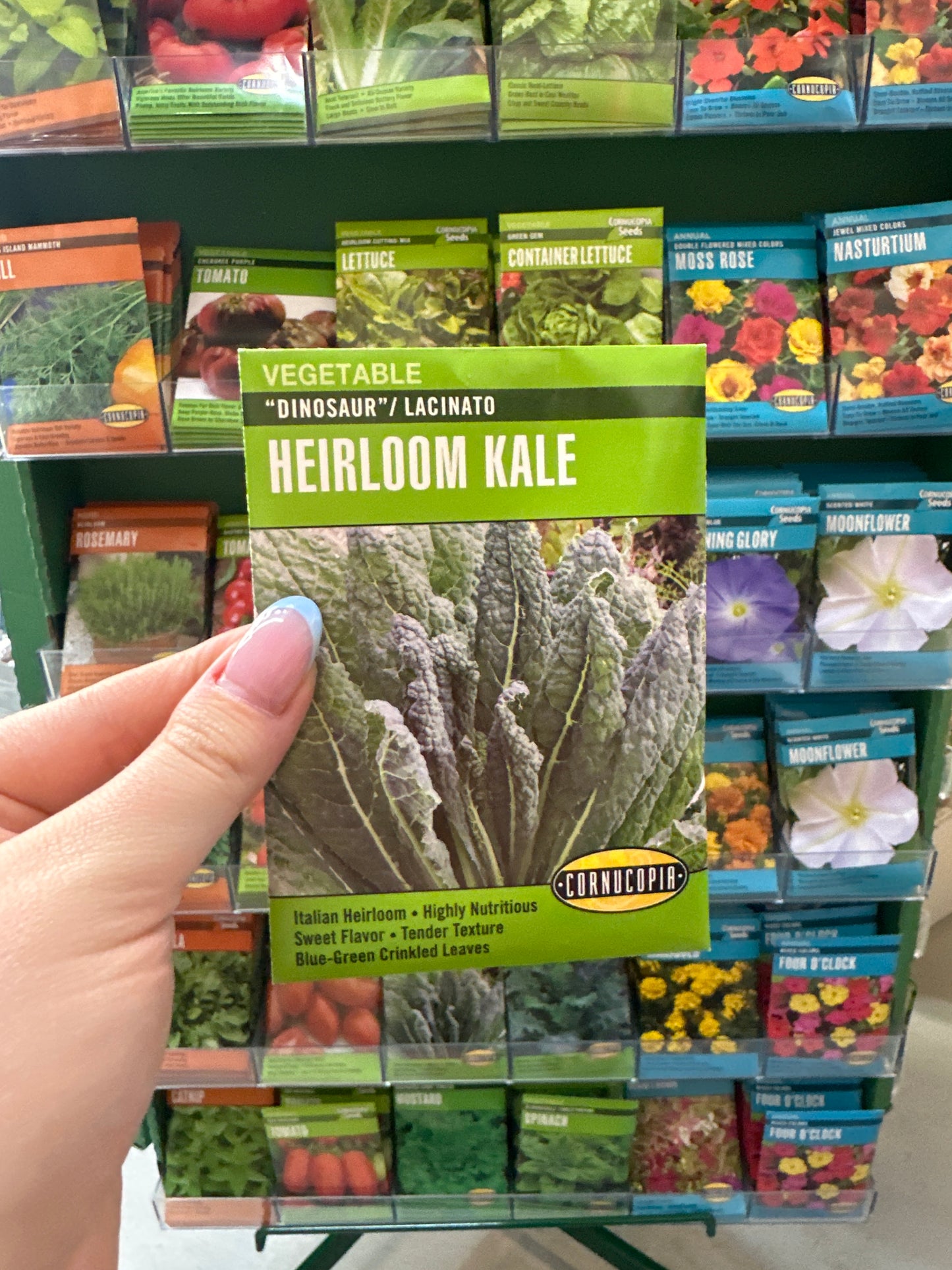 Dinosaur/Lacinato Heirloom Kale