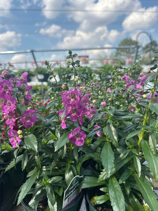Angelonia Archangel Pink