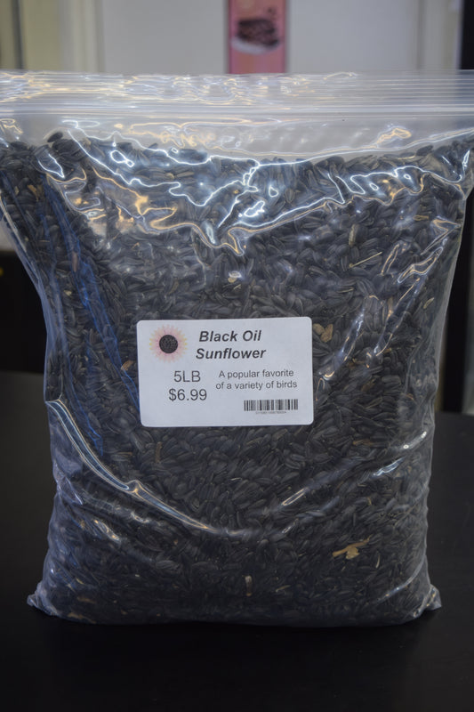 Black Oil Sunflower Seeds
