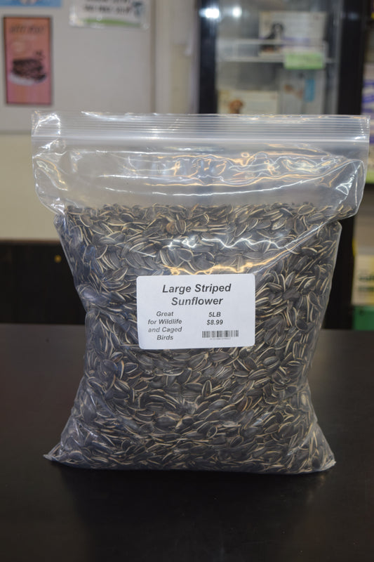 Large Striped Sunflower Seeds