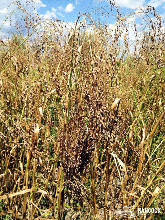 Dove Proso Millet