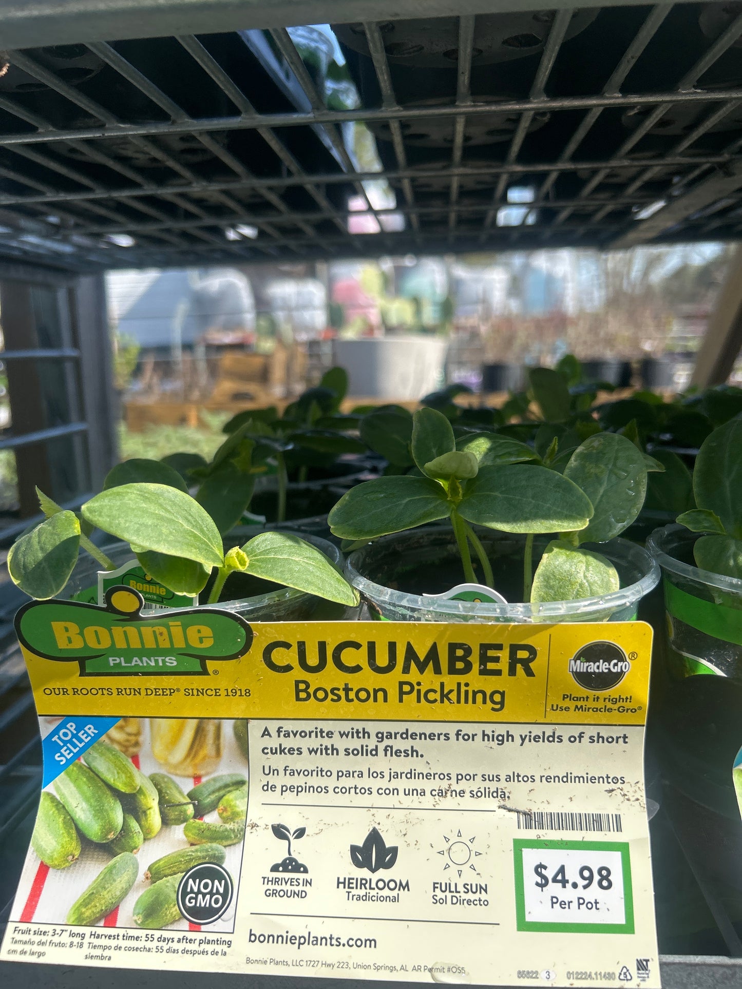 Cucumber Boston Pickling Bonnie Cup