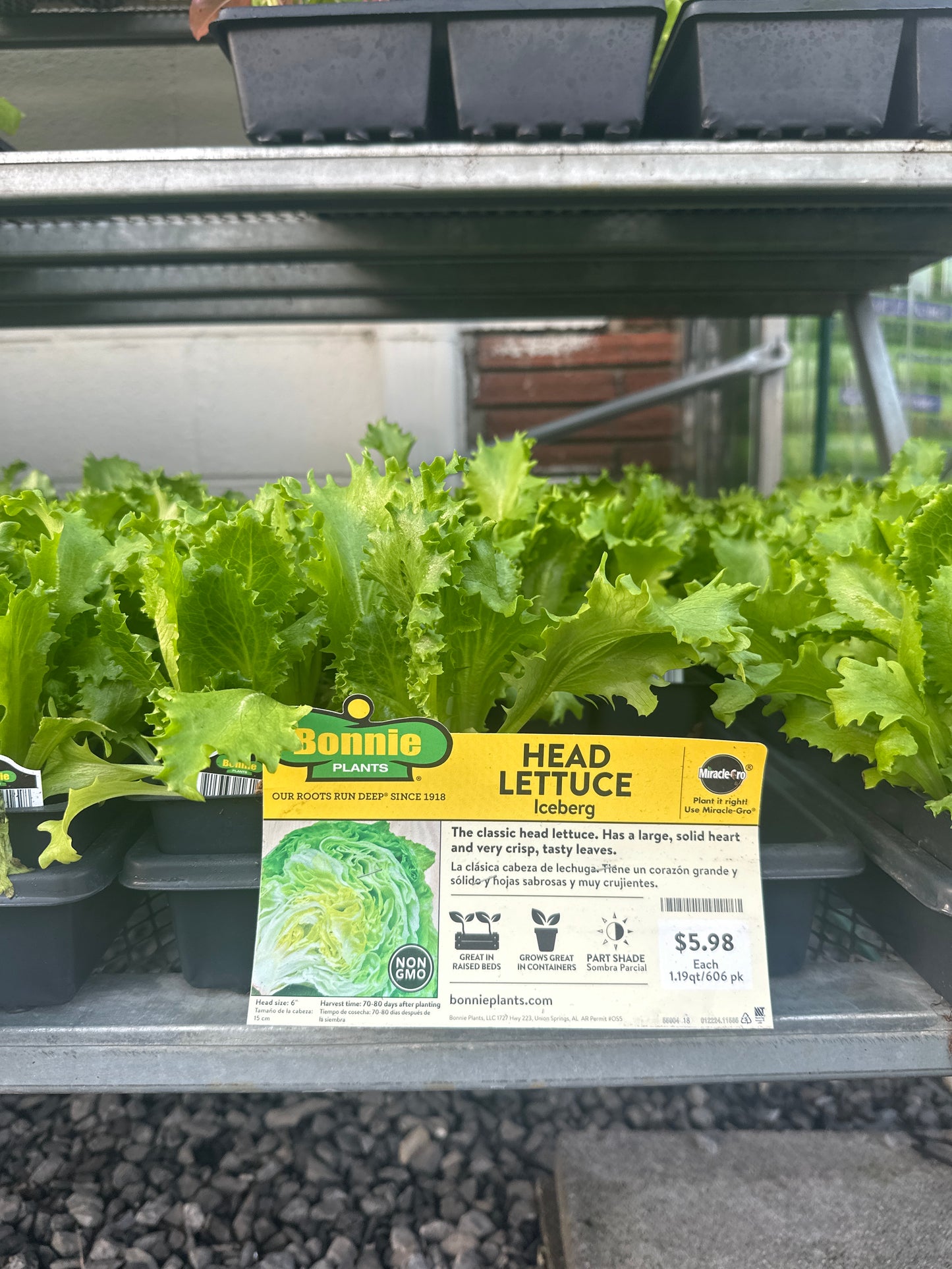 Bonnie Iceberg Head Lettuce 6 Pack