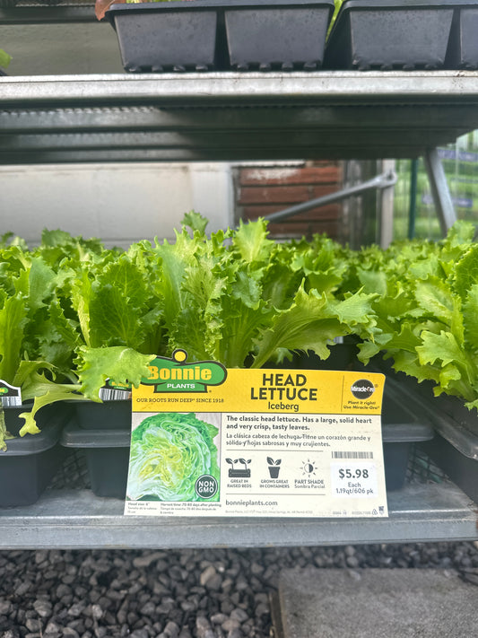 Bonnie Iceberg Head Lettuce 6 Pack