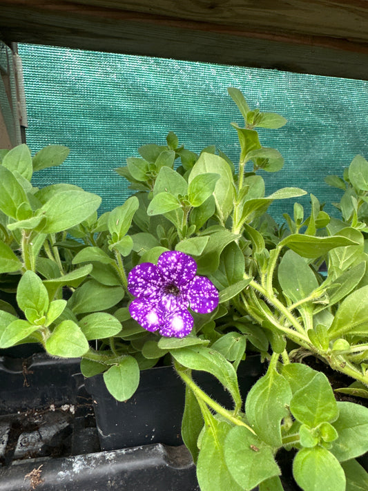 Petunia Headliner