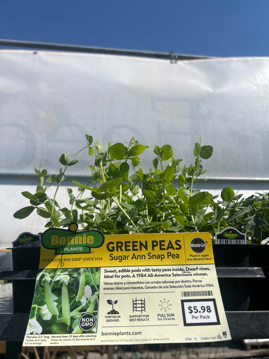 Green Peas Sugar Ann Snap Bonnie 6 Pack