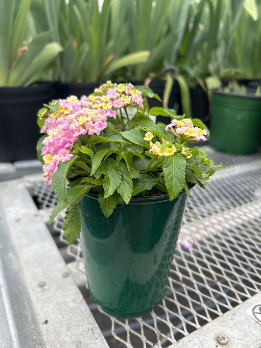 Lantana Little Lucky Lavender