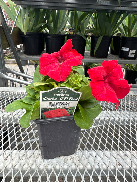 Petunia Limbo Red