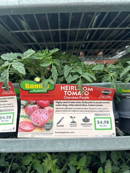 Bonnie Cherokee Purple Tomato