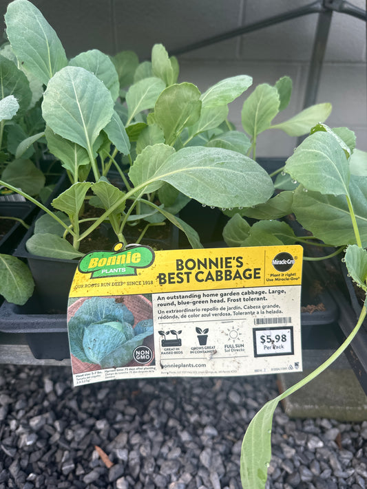 Bonnie Best Cabbage 6 Pack