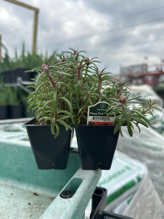 Portulaca Happy Trails Orange