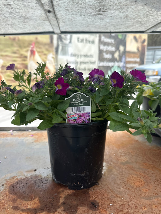 Petchoa SuperCal Premium Rose Pink