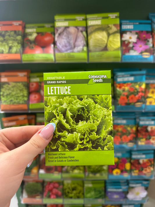 Grand Rapids Lettuce