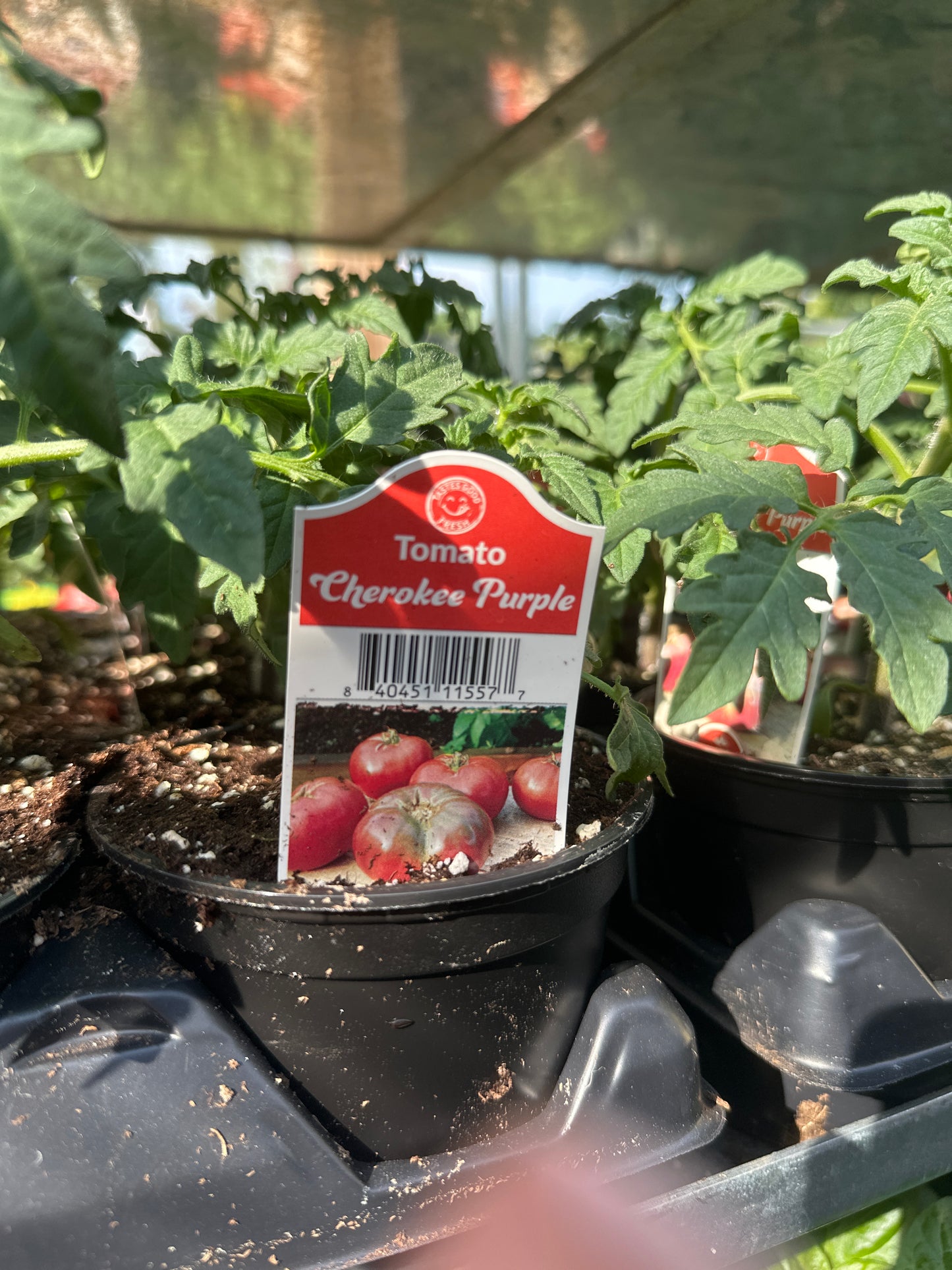 Cherokee Purple Tomato Cup