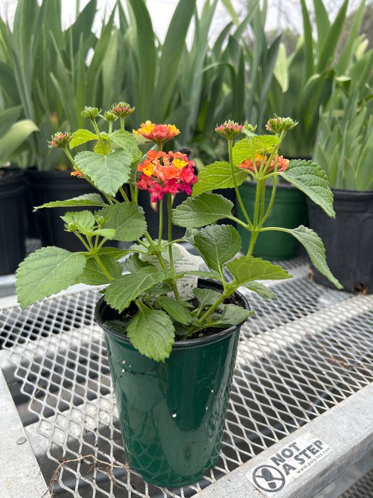 Lantana Little Lucky Hot Pink