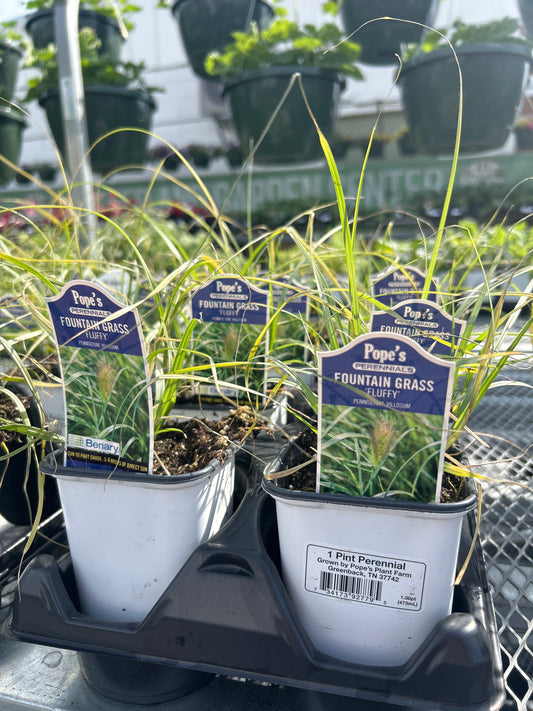 Fountain Grass ‘Fluffy’