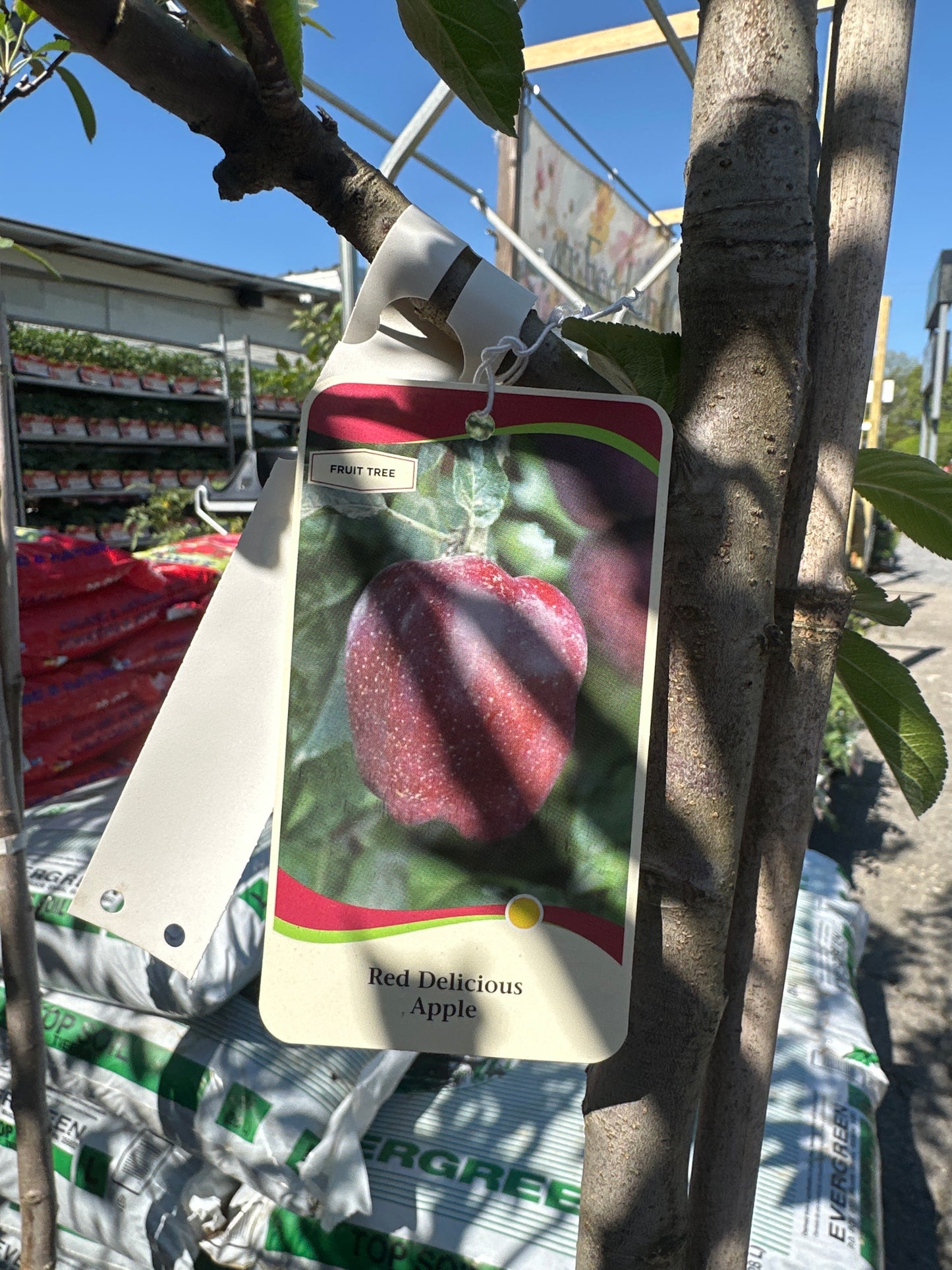 Red Delicious Apple Tree 15 Gal