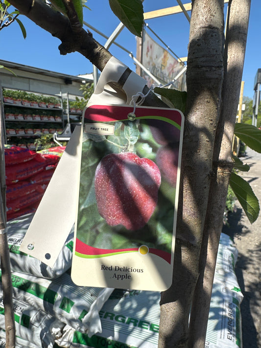 Red Delicious Apple Tree 15 Gal