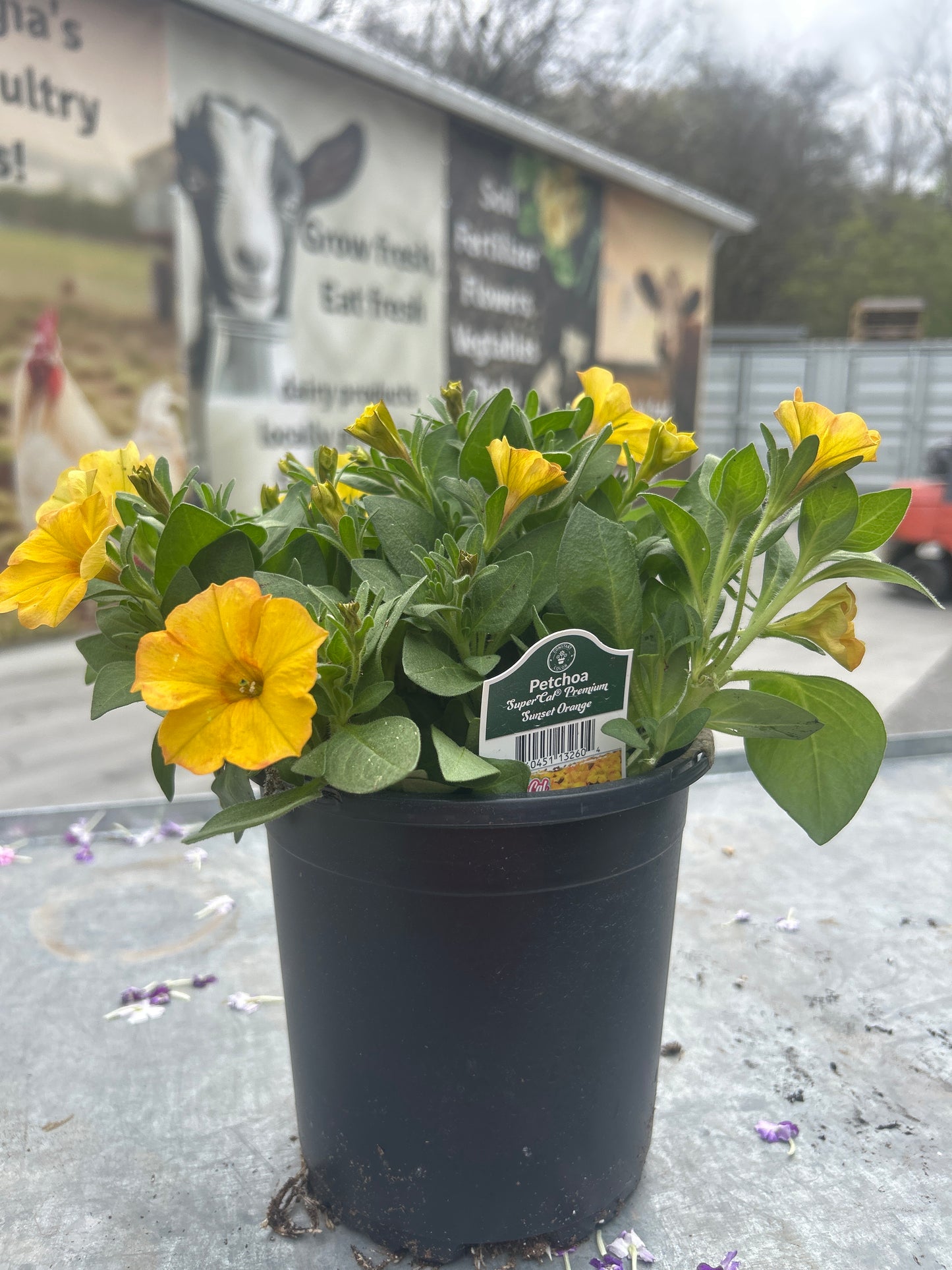 Petchoa SuperCal Premium Sunset Orange