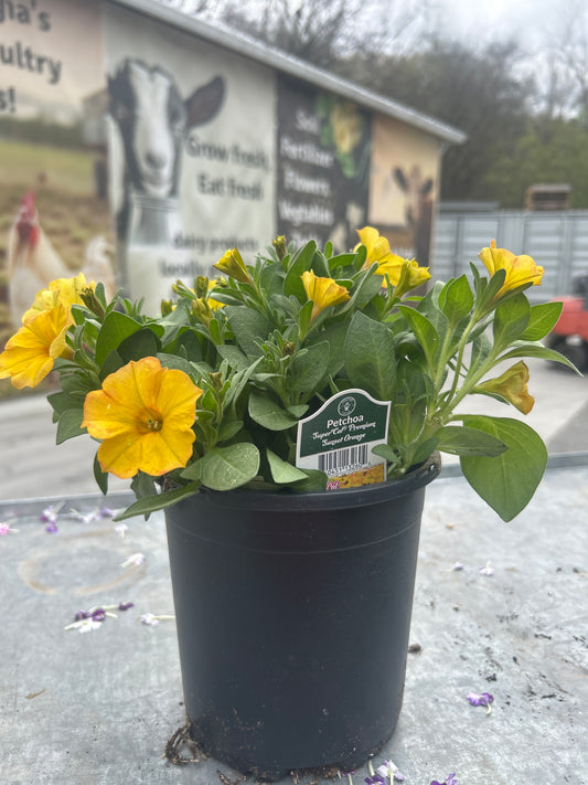 Petchoa SuperCal Premium Sunset Orange