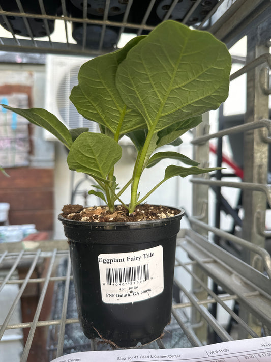 Fairy Tale Eggplant Cup