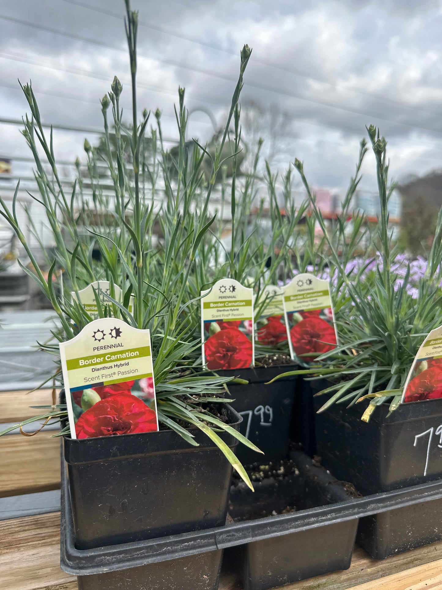 Border Carnation Dianthus Hybrid