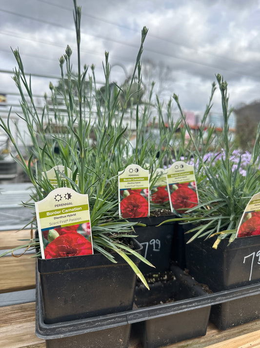 Border Carnation Dianthus Hybrid