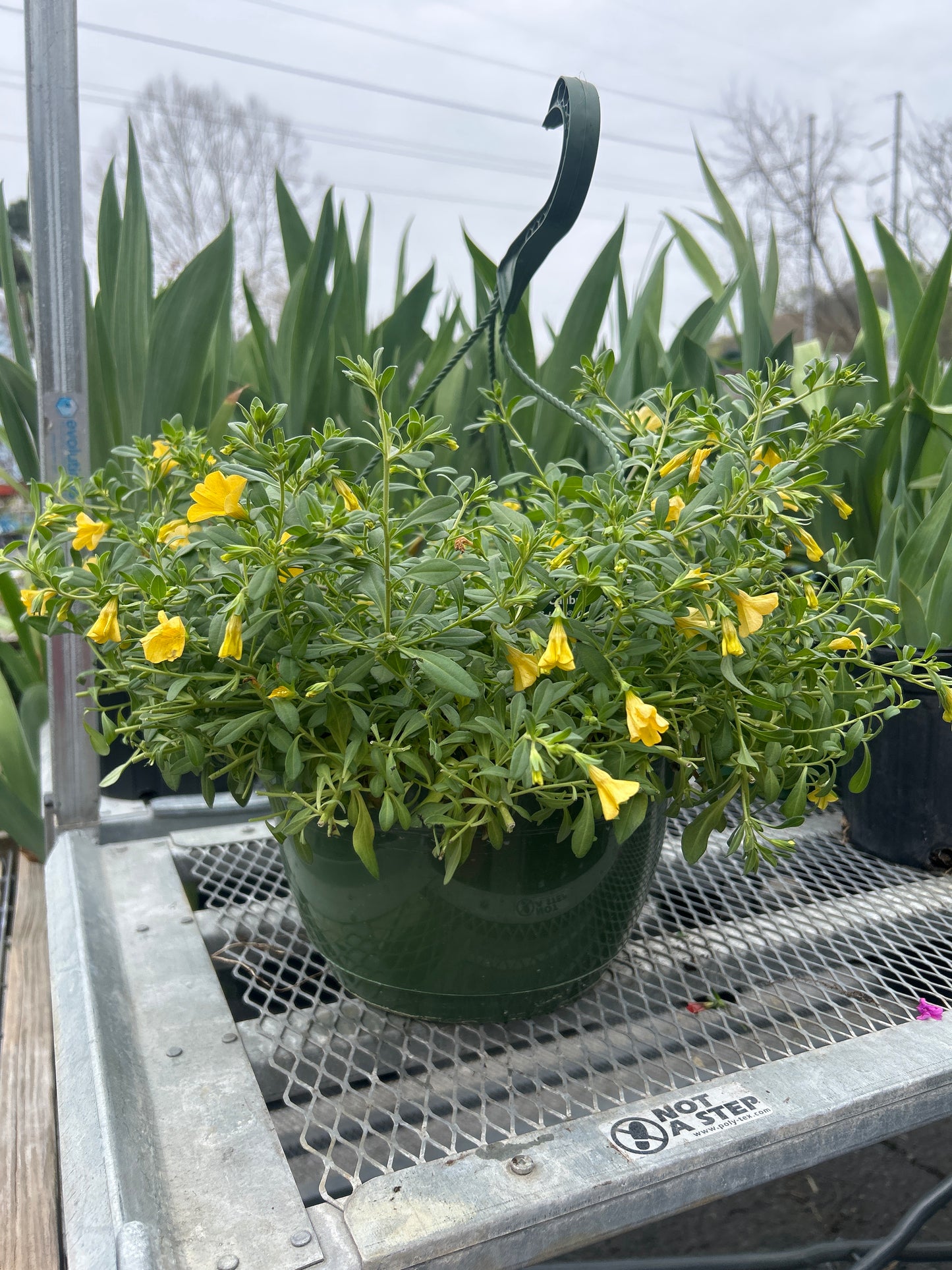 Calibrachoa Cabaret Deep Yellow