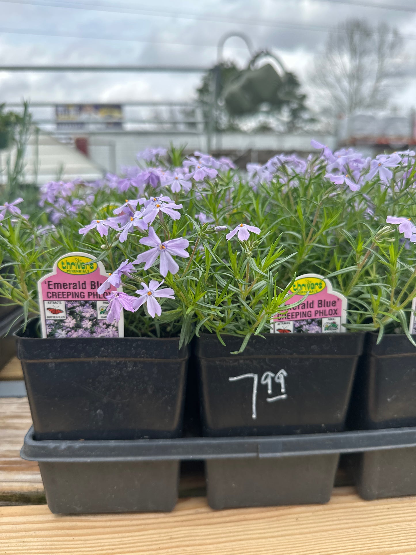Creeping Phlox Emerald Blue