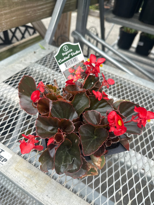 Begonia Cocktail Vodka 4pack