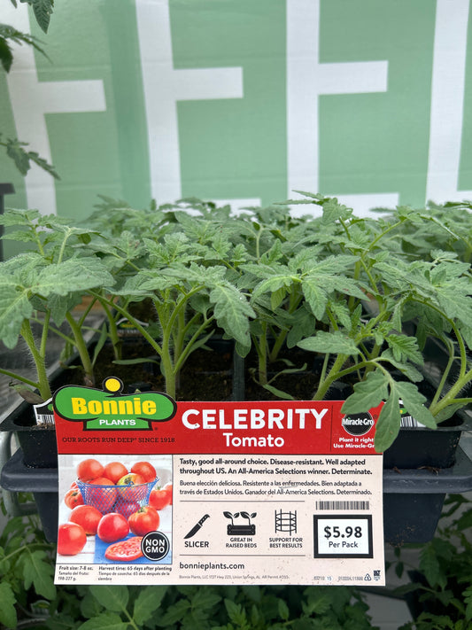 Celebrity Tomato Bonnie 6 pack
