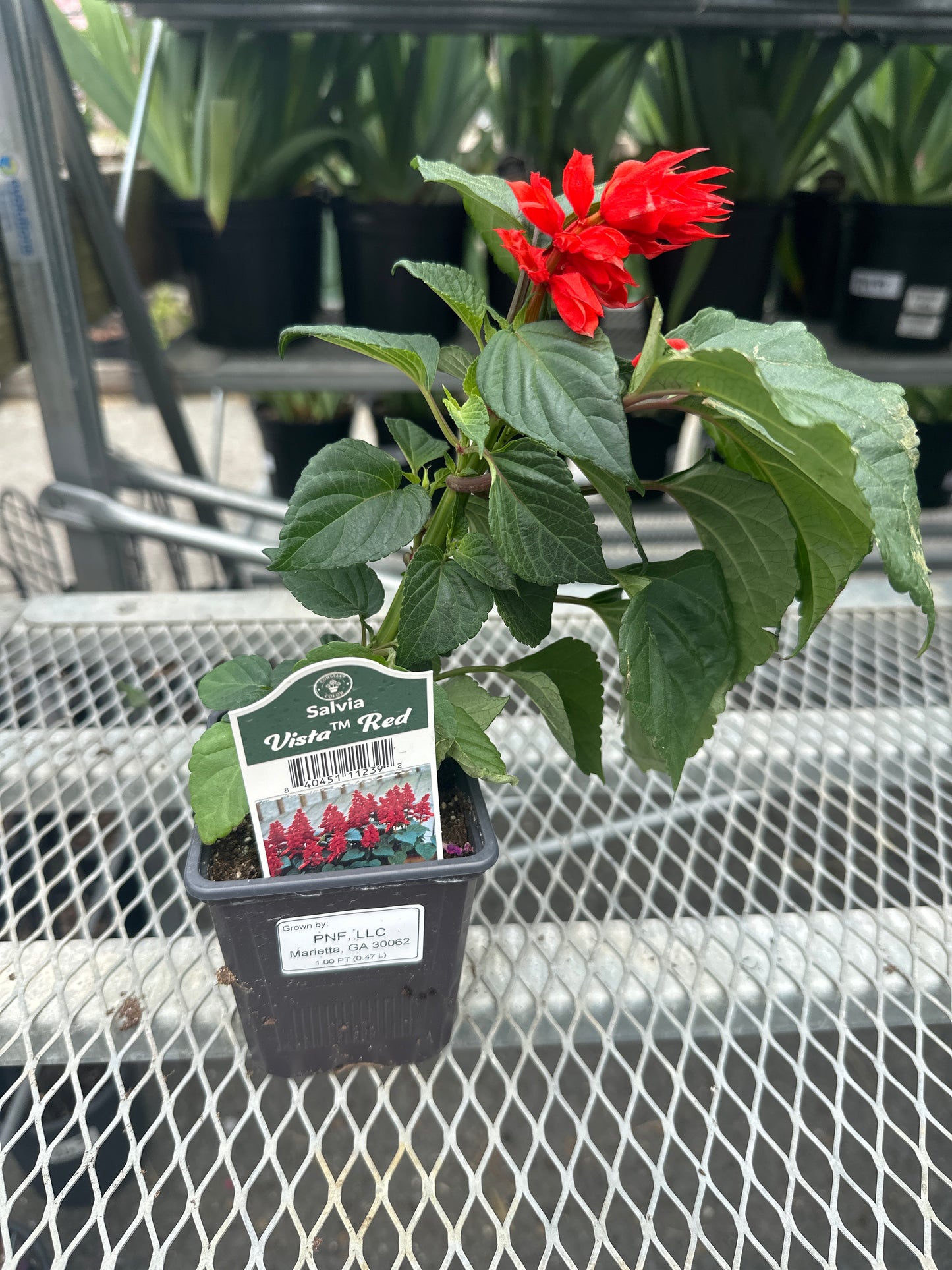 Salvia Vista Red
