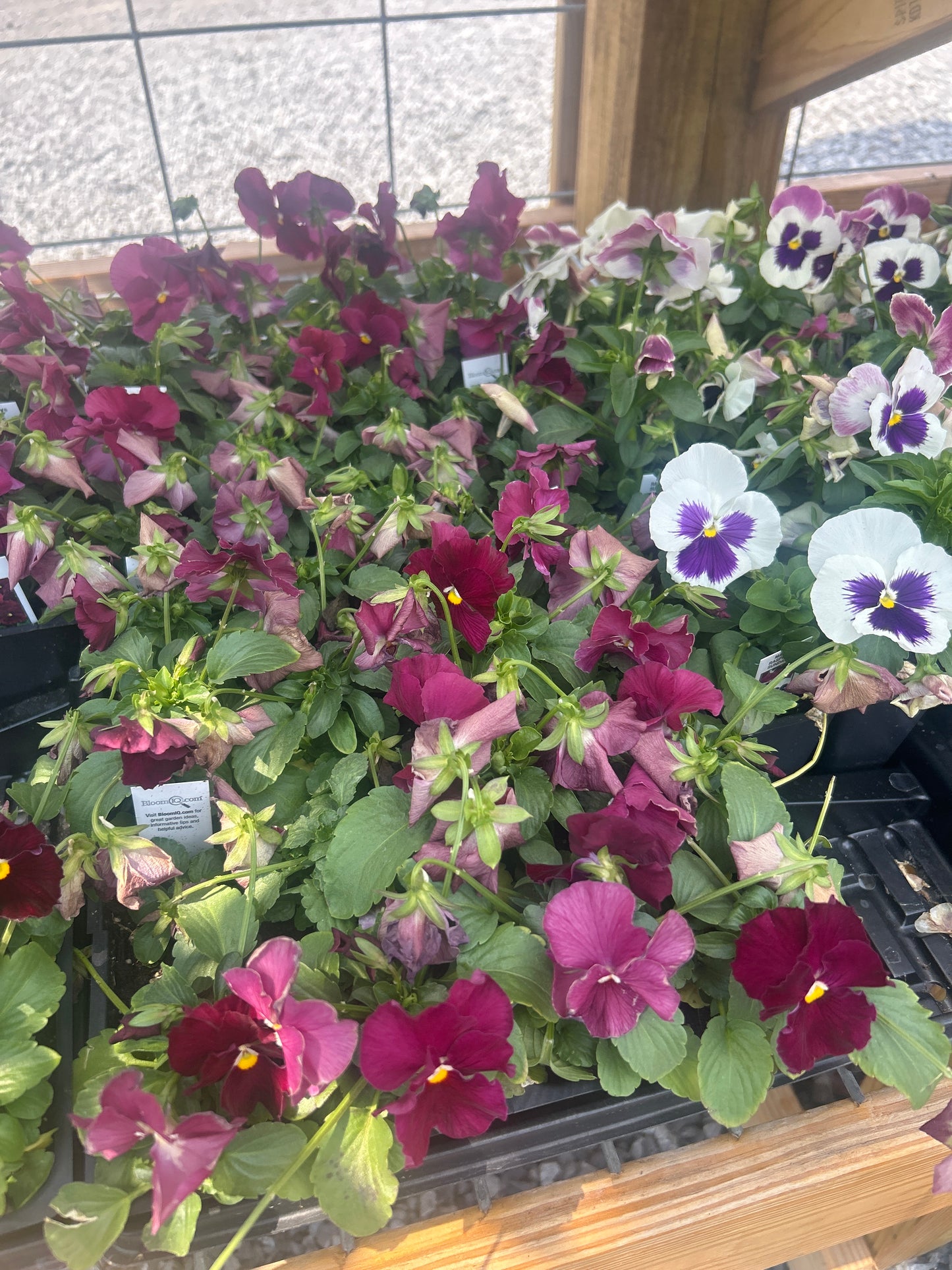 Pansy 4 Pack