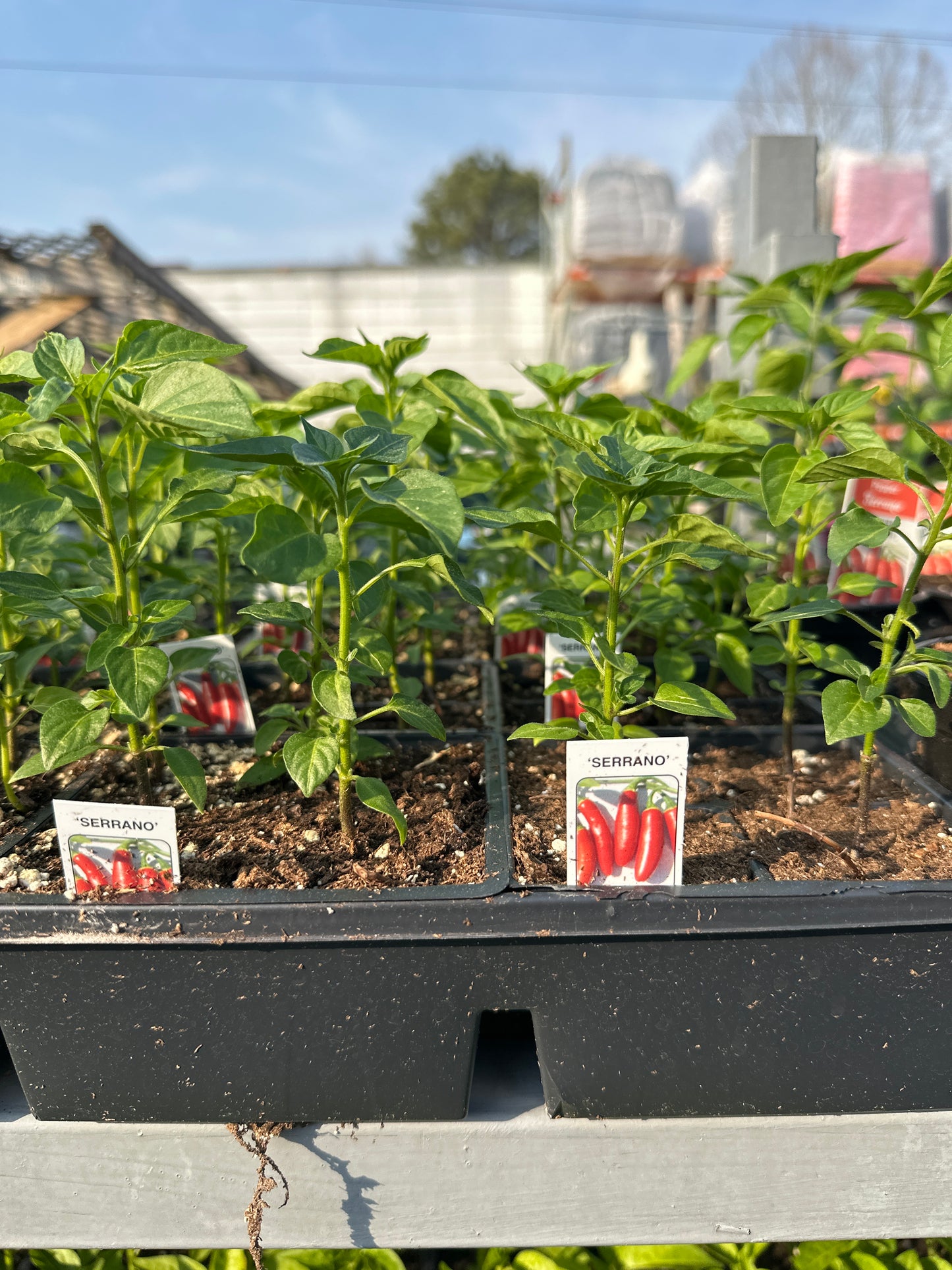Pepper Serrano 4pack