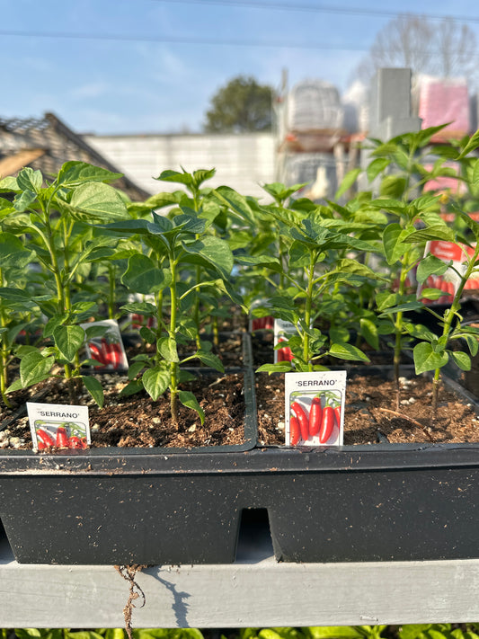 Pepper Serrano 4pack