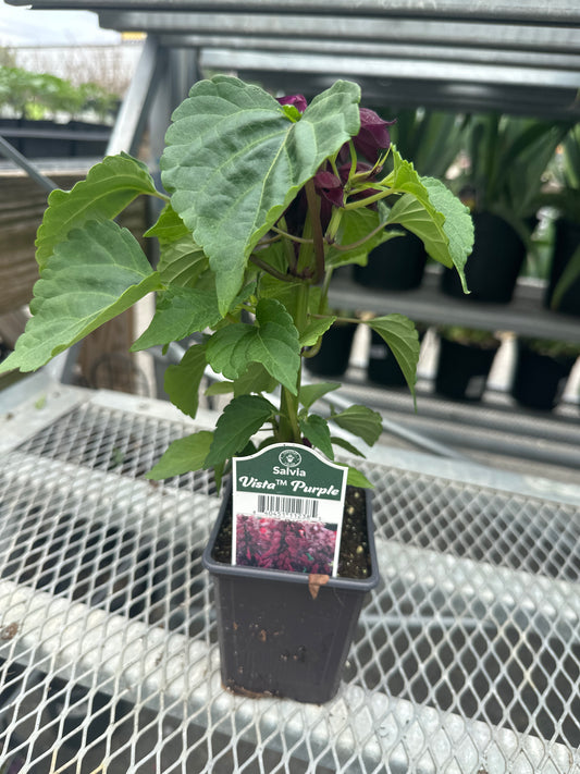 Salvia Vista Purple