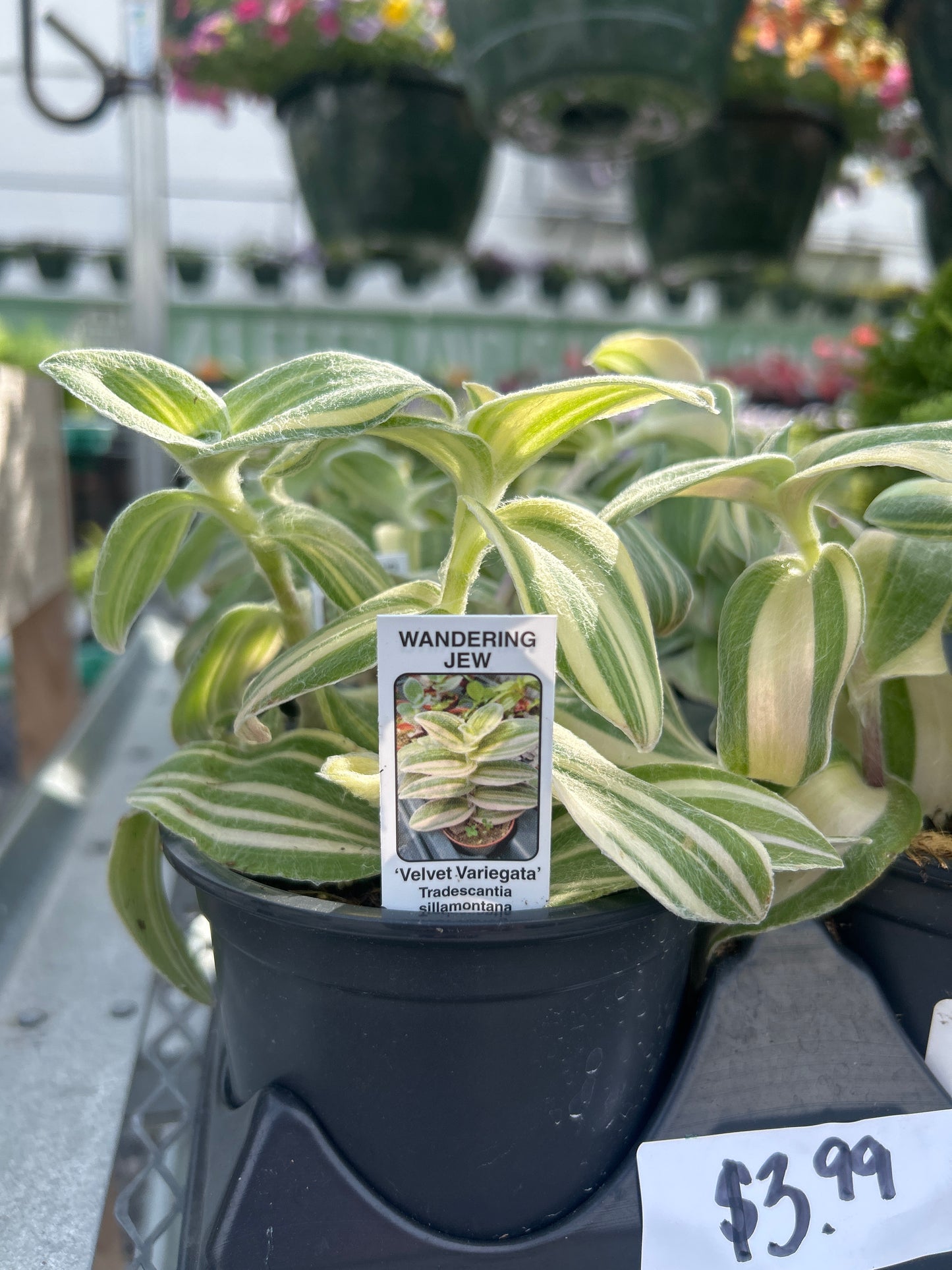 4” Wandering Jew ‘Velvet Variegata’