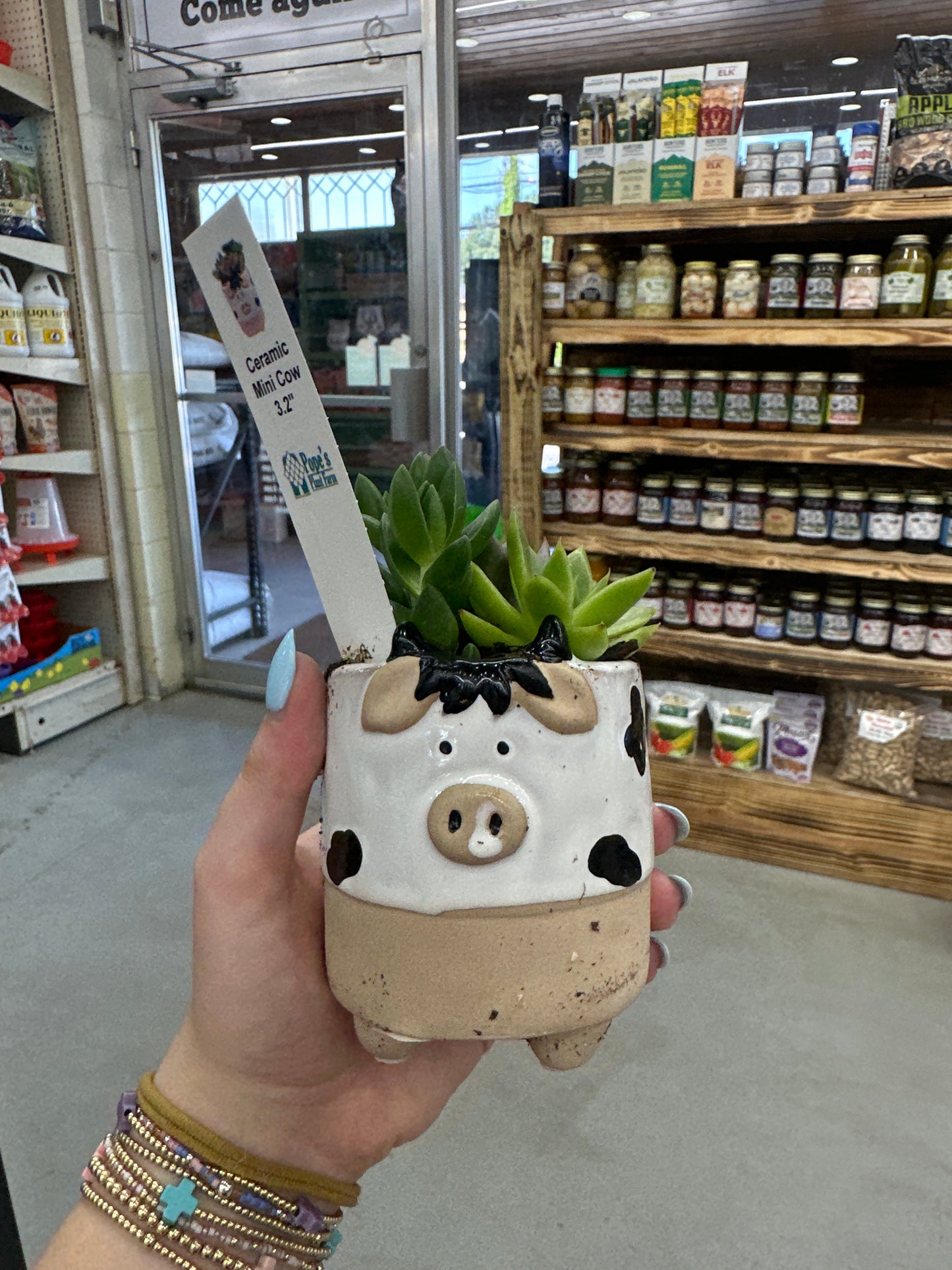 Ceramic Cow Succulent 3.2”