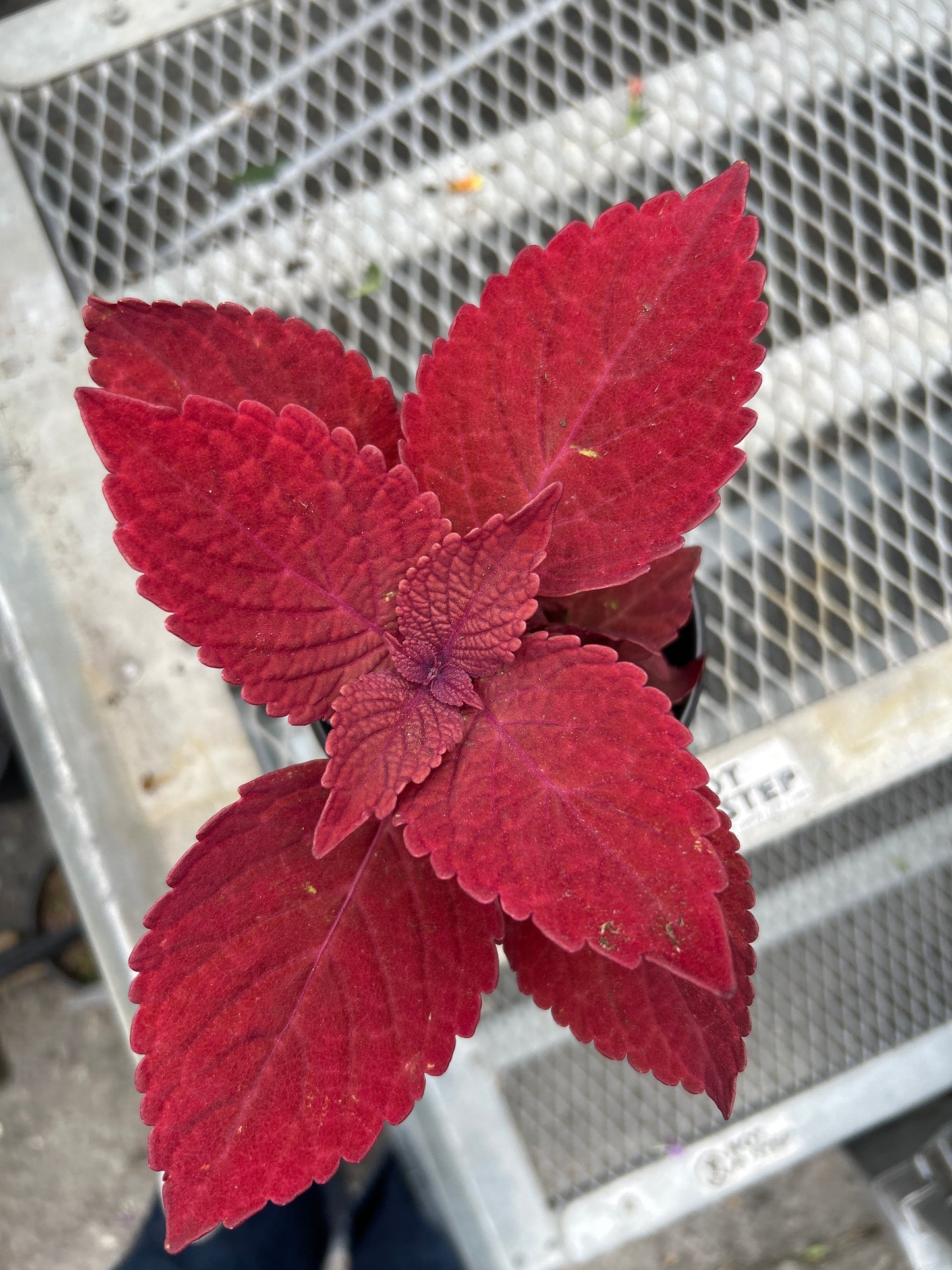 Coleus Ignite Ruby Slipper