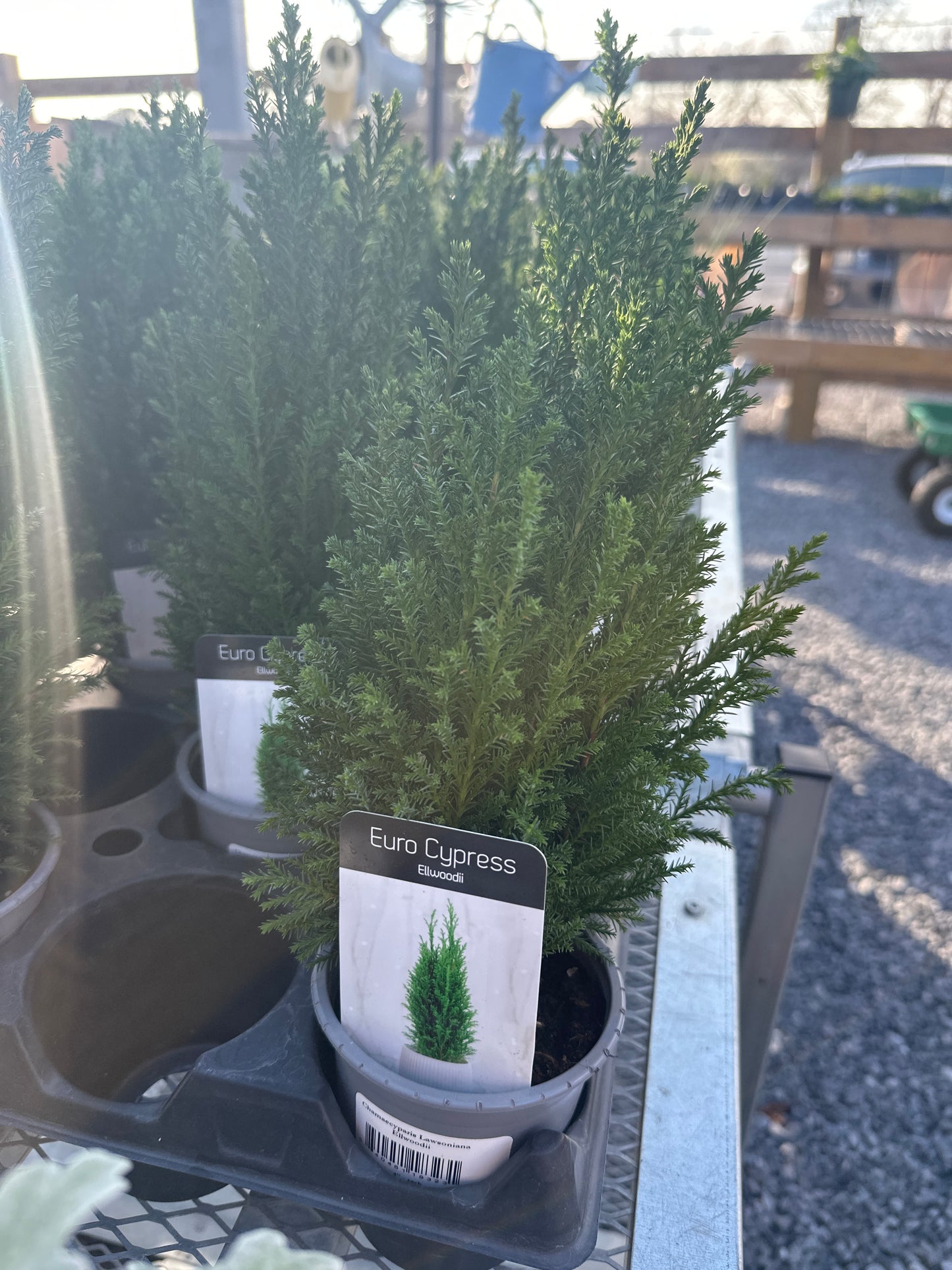 Euro Cypress Ellwoodi