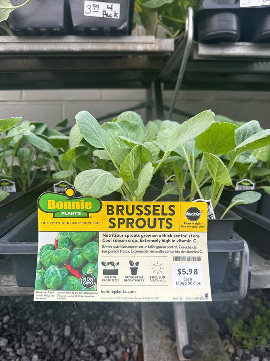 Bonnie Brussels Sprouts 6 Pack