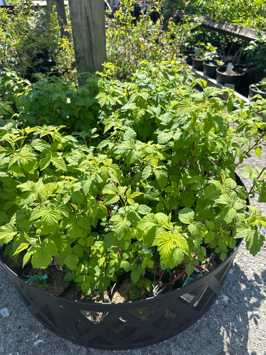 Raspberry 1gal